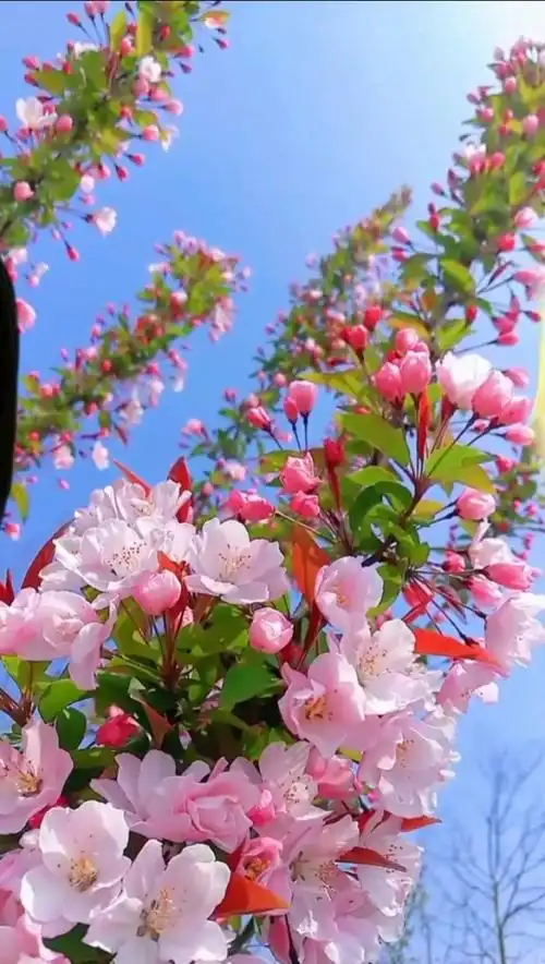 花的世界很美,一起享受大自然的美!