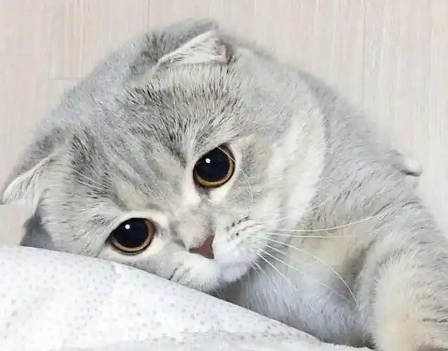 一只自带忧郁气质的英短猫这委屈巴巴的眼神谁能顶得住啊