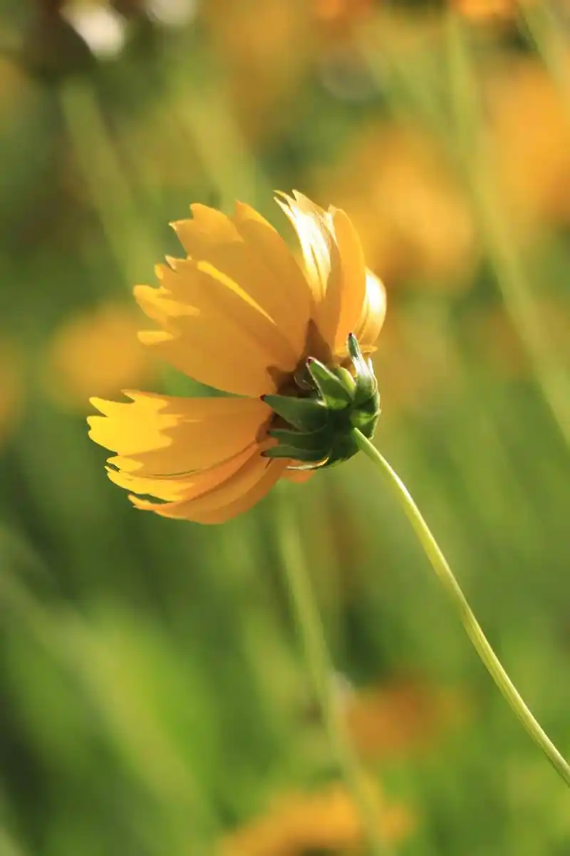 花卉摄影 #一花一草一世界 #一起享受大自然的美 #记录身 - 抖音