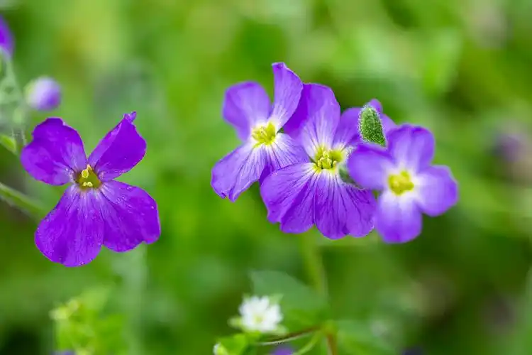 春天大自然美丽,花草树木清新图片素材_id:vcg211223108066-vcg.com