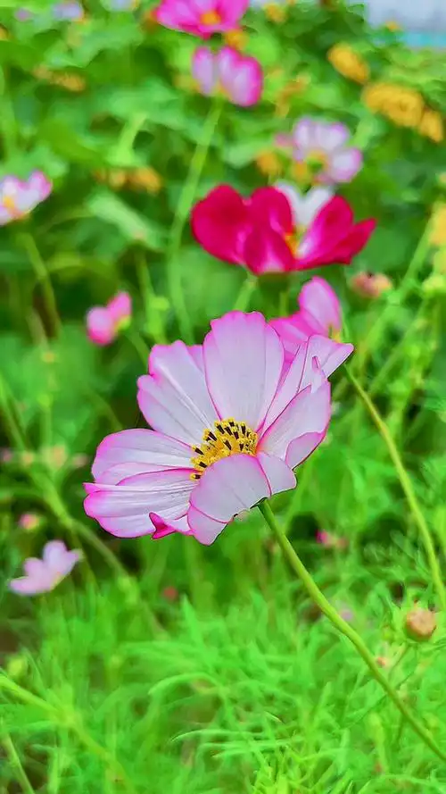 秋天的格桑花,享受大自然的美