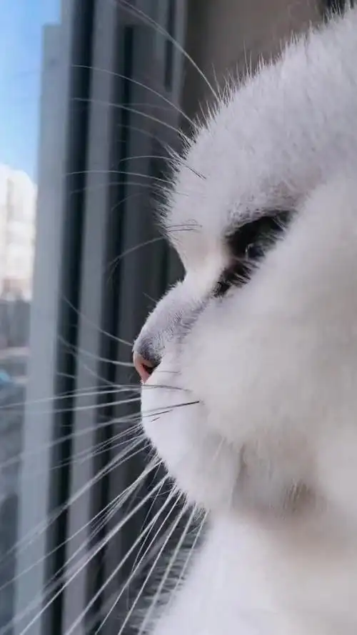 看看我家最帅气的小猫咪,看看它那忧郁的小眼神