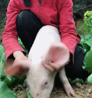 猪猪的内心是崩溃的:俺正在努力的拱一棵水灵白菜,就快要得手了,你