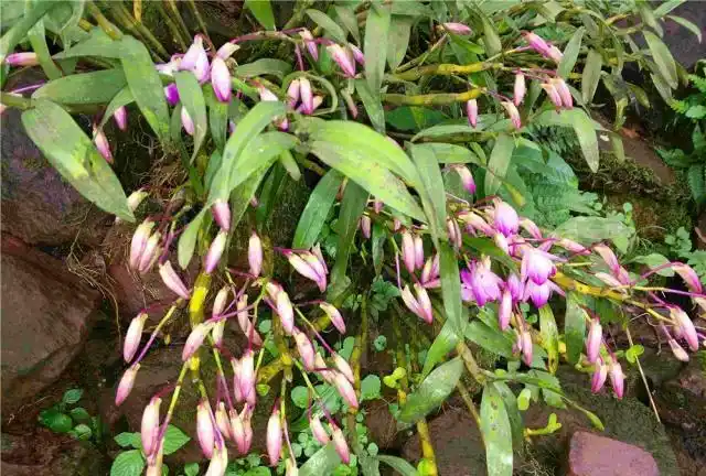 贵州这一片石头上能长金钗草当地人说养它2年能买房