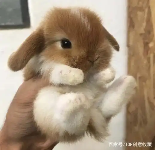 一组图片证明:小兔子绝对是世界上最萌的动物!