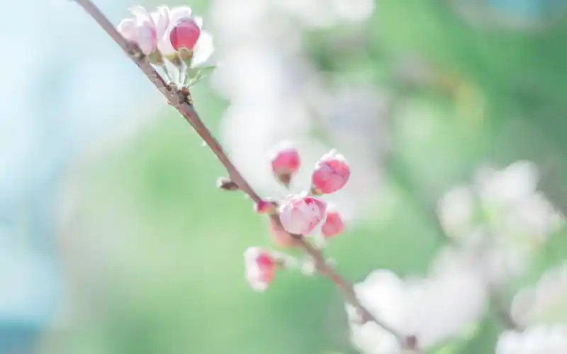 花朵,植物,自然,清新,日系,唯美,意境,花海,淡晴花影夏漫漫,榨菜蛋花