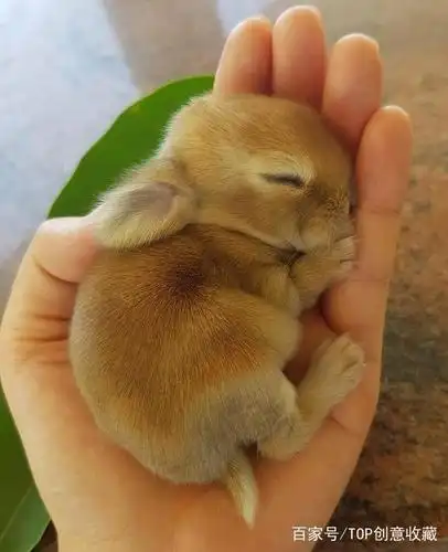 一组图片证明:小兔子绝对是世界上最萌的动物!